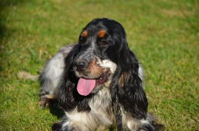 Étalon Cocker Spaniel Anglais - Raiponce De la foret des reves bleus