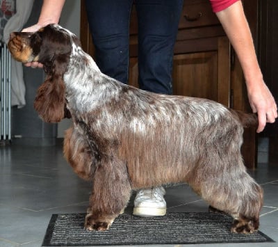 zahircocker dream team five star caramel