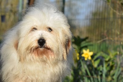 Étalon Coton de Tulear - Scout du bois de Morchène