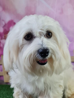 Étalon Coton de Tulear - Snowbell du mont de la chenaie