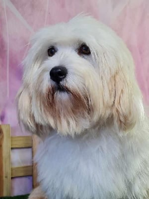 Étalon Coton de Tulear - Pepita du mont de la chenaie