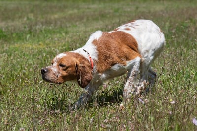 Étalon Epagneul Breton - TR. CH. Howan Du vallon de la rigaude