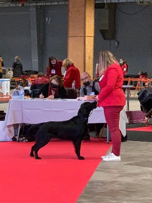 Étalon Flat Coated Retriever - Rebelle Des Anges De Brière