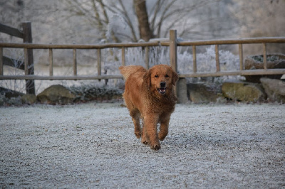 Étalon Golden Retriever - Rustine du vieux tilleul de Boistillet