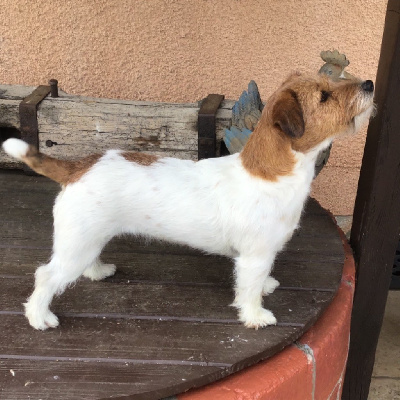 Étalon Jack Russell Terrier - Onancy dit sansa (Sans Affixe)