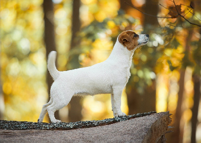 Étalon Jack Russell Terrier - ginger linen Marusya