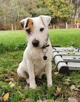 Étalon Parson Russell Terrier - O mia lili de l'Anse Royale