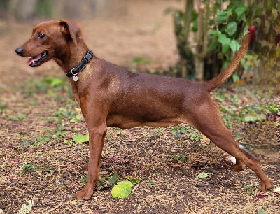 Étalon Pinscher Allemand - Shelby des fringants complices