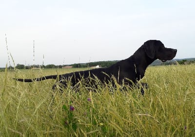 Étalon Pointer - Nuée du marais de palunlongue