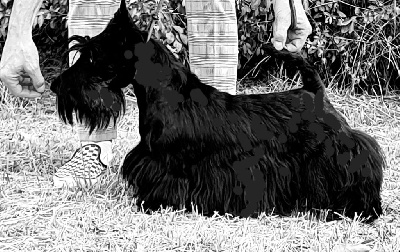 Étalon Scottish Terrier - CH. Papyrus Della Roccacia di Modigliana