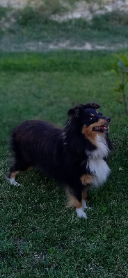 Étalon Shetland Sheepdog - Priska black De brigassar