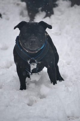 Étalon Staffordshire Bull Terrier - Tatoo love of stormblade