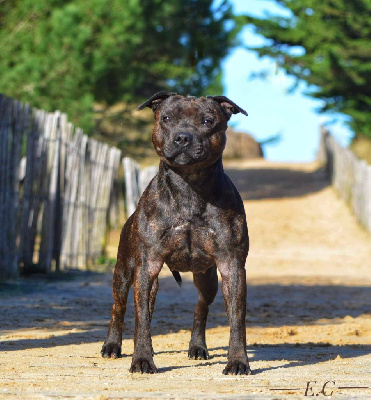 Étalon Staffordshire Bull Terrier - Pretty guardian goldikova Of The Black Pearl Island