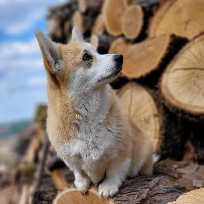 Étalon Welsh Corgi Pembroke - Paris champs Élysées du reve de le patte d'or