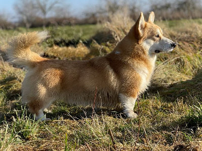 Étalon Welsh Corgi Pembroke - Fred hayman vilibodreams