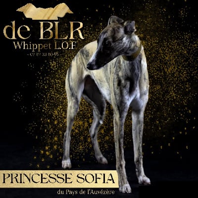 Étalon Whippet - Princesse sofia du Pays de l'Auvézère