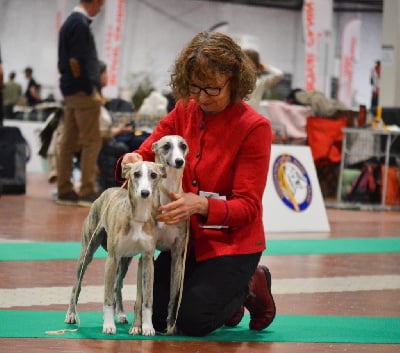 Étalon Whippet - SÃ©cotine du Cèdre Enchanté