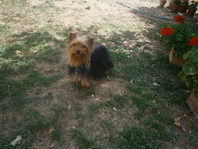 Étalon Yorkshire Terrier - Opium de Philernamos