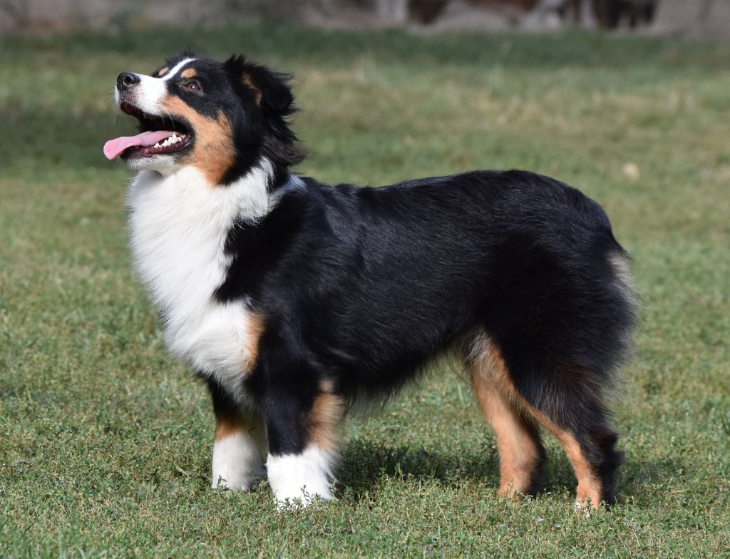 Star is born De La Folle Emprise