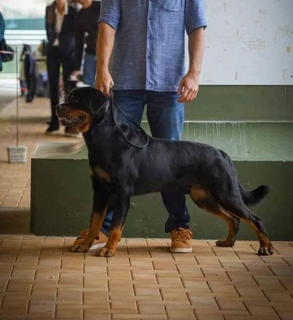 Publication : Rock Island Auteur : NC GRAPH