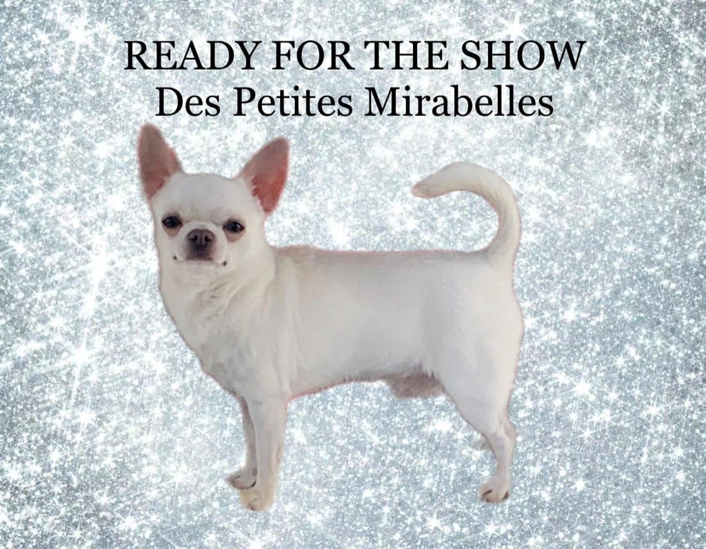 CH. Ready for the show Des Petites Mirabelles