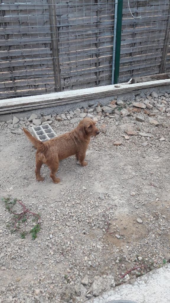 Hutch Des Clapas Du Mas Dieu