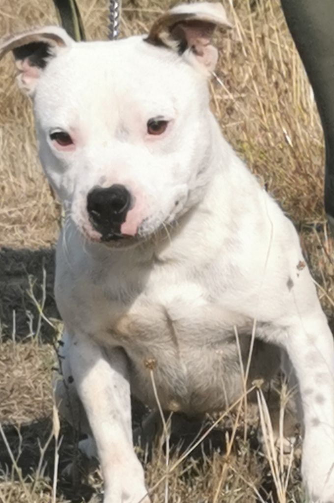 Publication : De La Tendre Puissance Auteur : De la tendre puissance