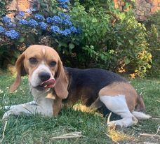 Publication : de la vignelais