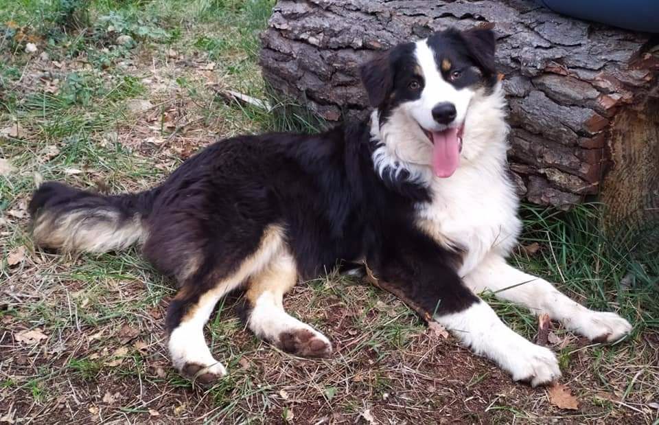 Publication : Des Austra'liens Du Coeur De Provence Auteur : Alexandra Chancelier