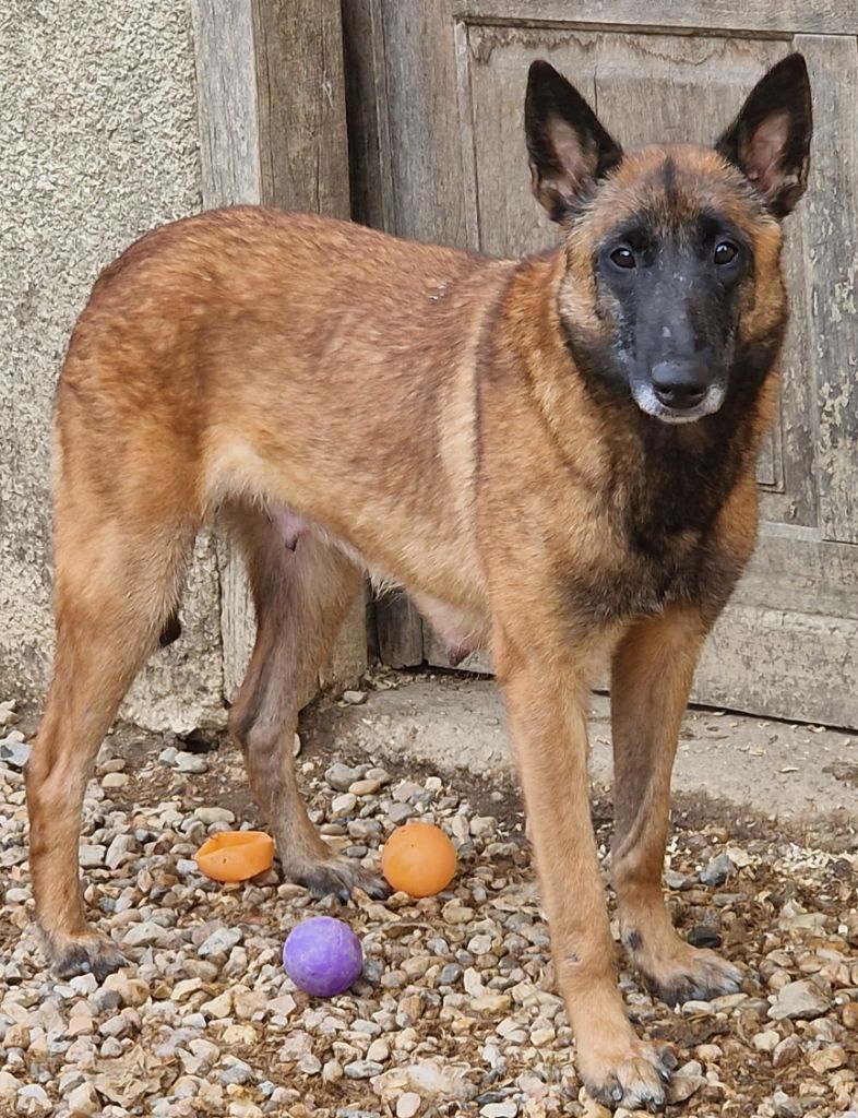 Publication : de la lune argentée Auteur : Valene bernard 