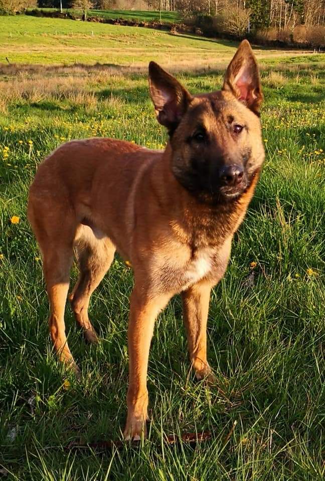 Publication : de la lune argentée Auteur : Valene bernard