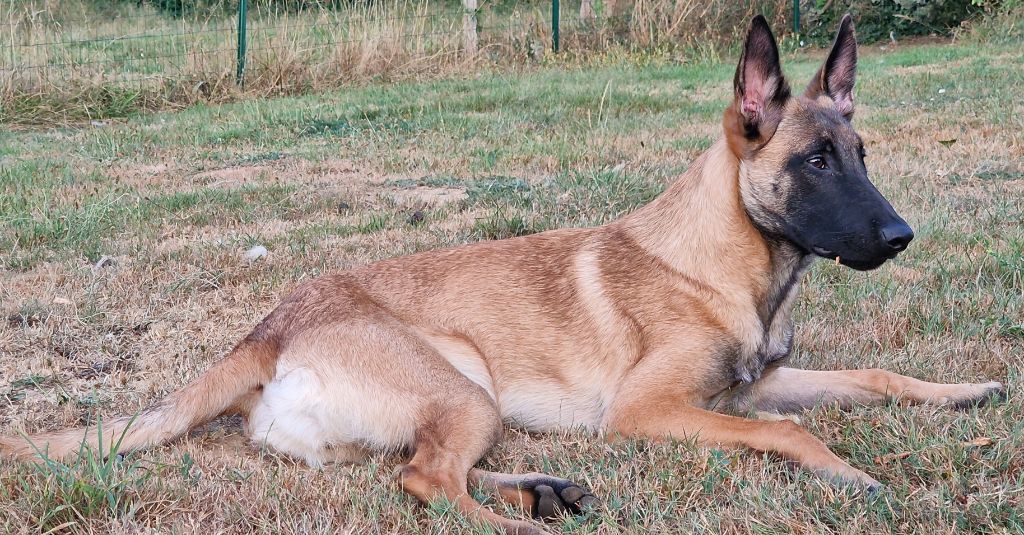 Publication : de la lune argentée Auteur : Valene bernard 