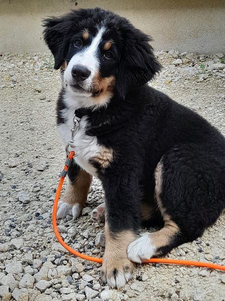 Publication : du Domaine du Lanthenay