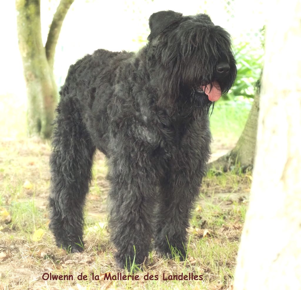 Publication : de la Mallerie des Landelles Auteur : ISABELLE GEORGES