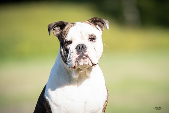 Publication : de la Féerie de l'Hermine