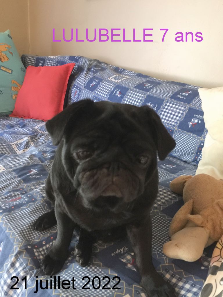 Publication : De la colline maya Auteur : ADX