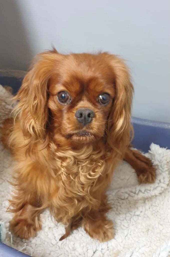 Publication : Des Sentiers du Perche 