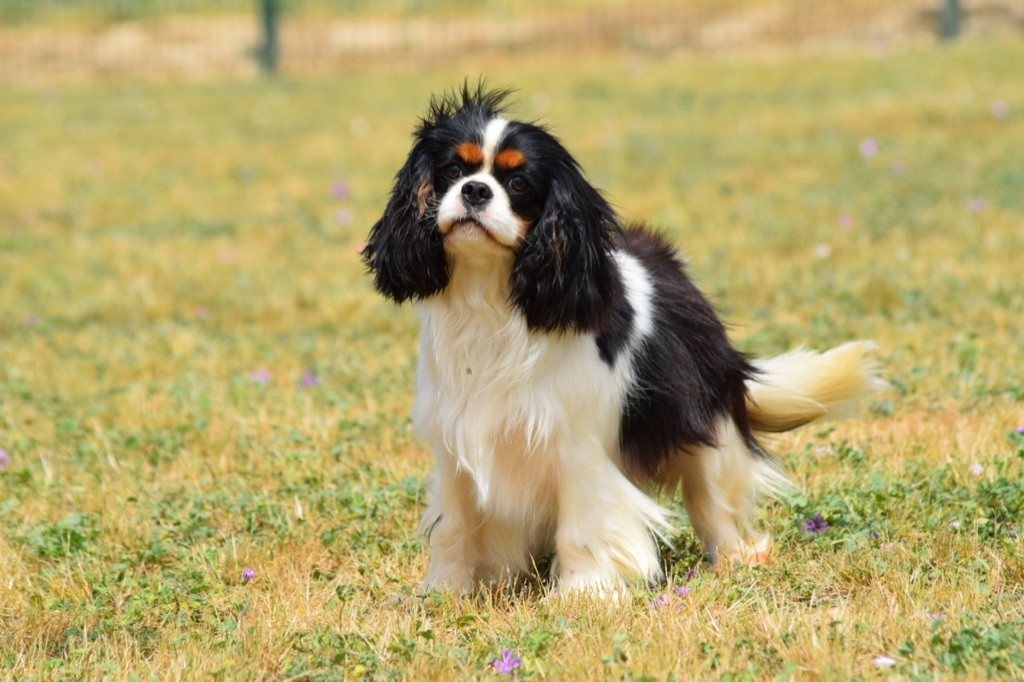 Reussite sauvage de la maison du ryez