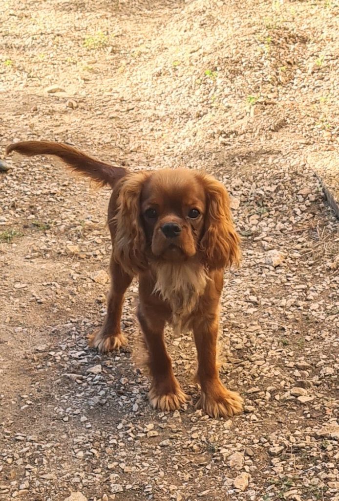 Publication : vom der riter kronen 