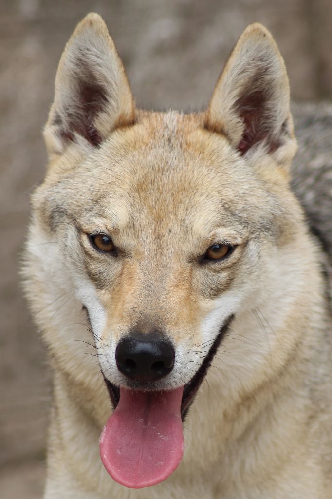 Publication : Z Orel Ochrana