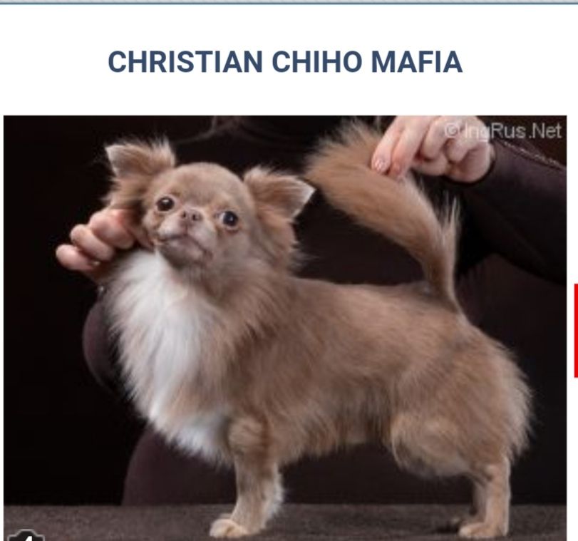 Christian chiho mafia