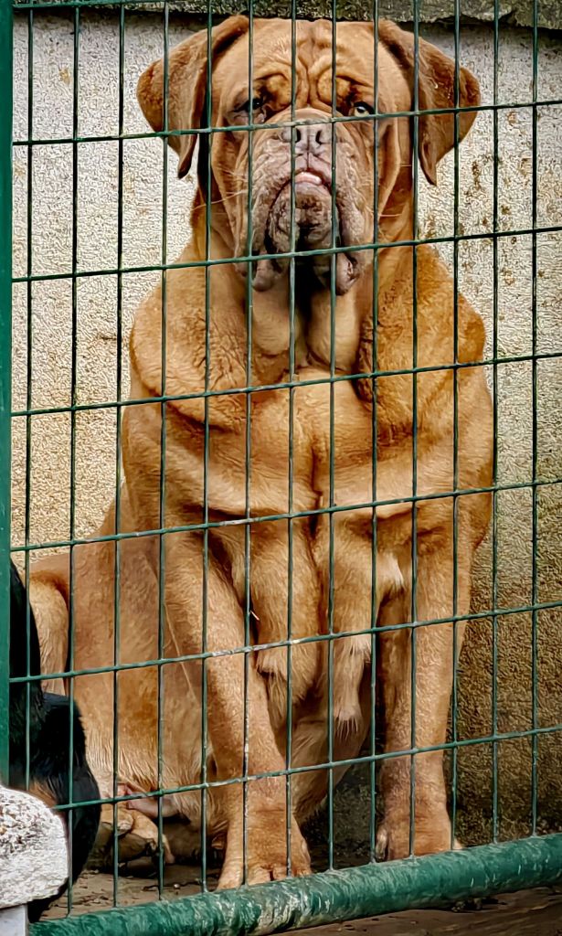 Legendarivs Canis Liiilii red