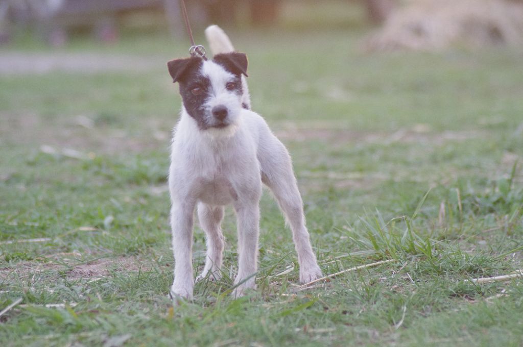 Publication : Nunca Sem Quereis