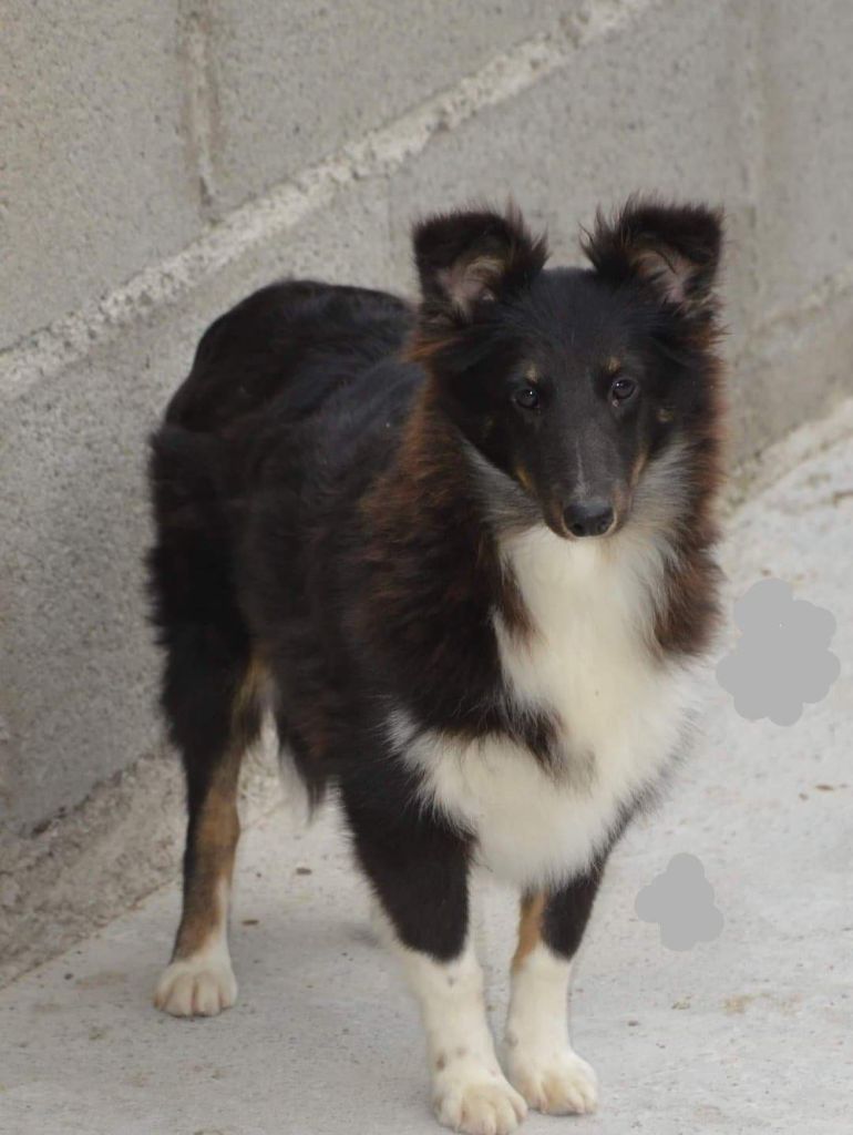 Publication : Du Mont Des Quatre Lunes