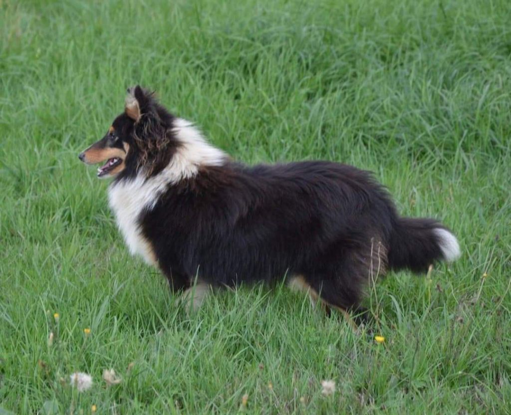 Publication : Du Mont Des Quatre Lunes