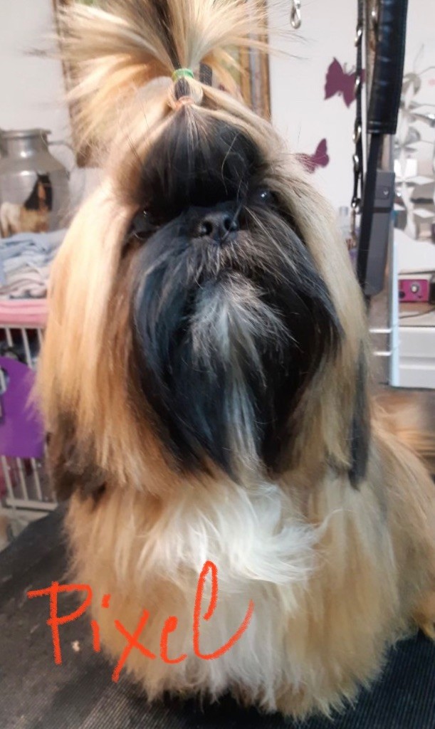 Publication : De Pepsie Pep's Auteur : Virginie jegou