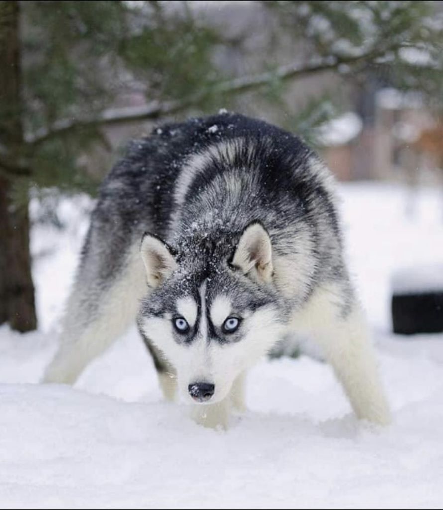 Publication : Alphareign