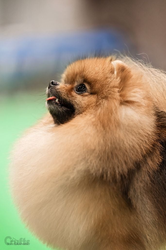 Publication : Foxlight