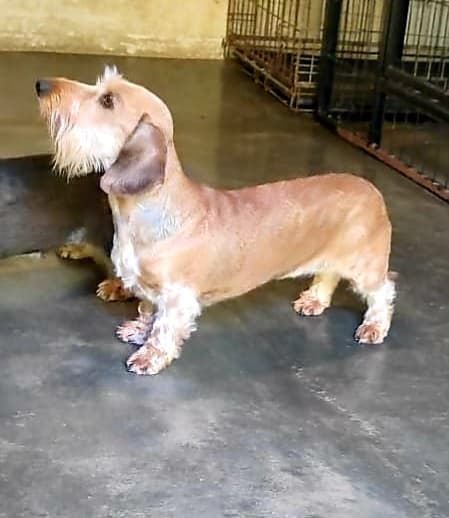 Publication : de la légende d'Androclès