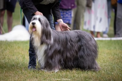 Étalon Bearded Collie - CH. Legende de Chester